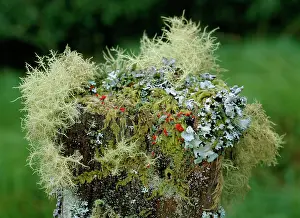 Connemara: Beard Lichens, Cladonias, Parmelias, Mosses etc