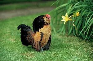 Bantams: Bearded Antwerp Bantam - Cock