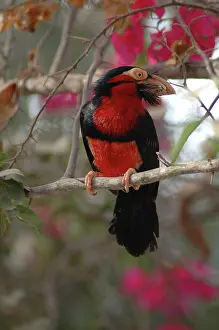 Barbet: Bearded BARBET