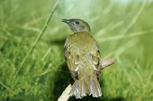 Gillean White: Bearded Bellbird