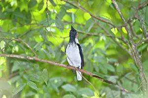 Bellbirds: Bearded Bellbird - male calling in forest canopy