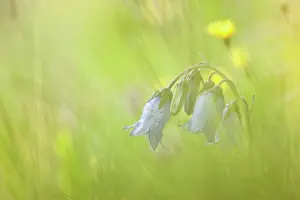 Campanula: Bearded Bellflower
