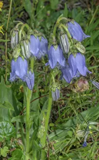 Bob Gibbons: Bearded Bellflower, Campanula barbata, in flower