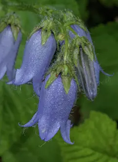Bob Gibbons: Bearded Bellflower, Campanula barbata, in flower