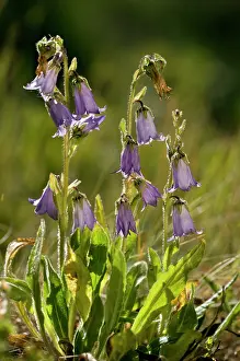 Campanula: Bearded Bellflower - in flower - against the light