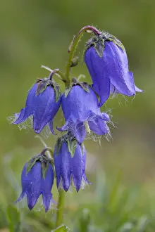 Campanula: Bearded Bellflower - flowering - Hohe Tauern