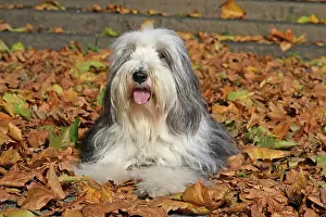 Lays: Bearded Collie, 4 years old, lying in autumn leaves