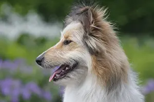 Mongrel: Bearded Collie Collie-Collie-Mix, fawn, bitch, 8