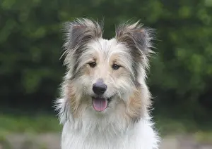 Mongrel: Bearded Collie Collie-Collie-Mix, fawn, bitch, 8