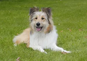 Mongrel: Bearded Collie-Collie-Mix, fawn, bitch, 8 months