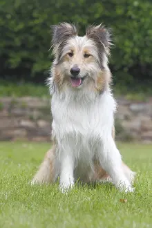 Mongrel: Bearded Collie-Collie-Mix, fawn, bitch, 8 months