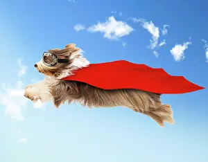 Goggles: Bearded Collie Dog, flying in mid-air wearing goggles