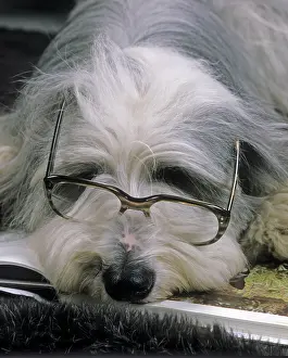 Spectacles: Bearded Collie Dog - Lying down asleep wearing spectacles