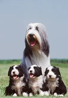 Temperature: Bearded Collie DOG and Puppies