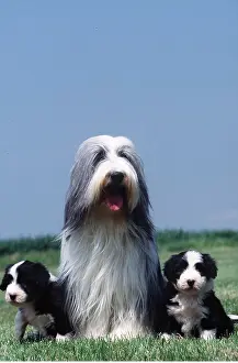 Litters: Bearded Collie Dog & two puppies