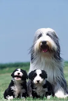 Litters: Bearded Collie Dog & two puppies