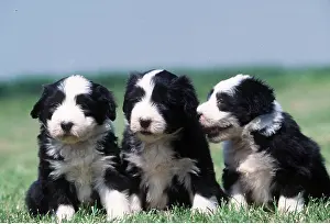 Litters: Bearded Collie dog puppies x three