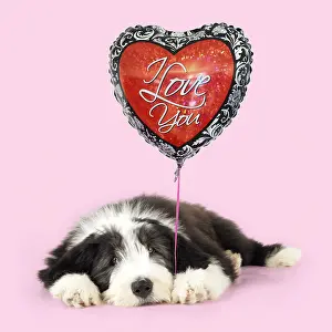 070219: Bearded Collie Dog, puppy lying down holding