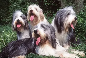 Shaggy: Bearded collie DOGS x four