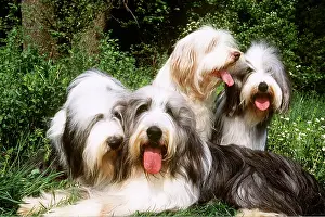 Shaggy: BEARDED COLLIE DOGS X4