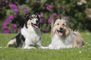 Stick: Two Bearded Collie hybrids lying side by side on