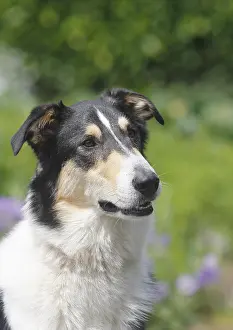Tricolor: Bearded Collie, mixed-breed, tricolor, male, 2 years