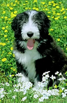 Likeable: Bearded Collie, puppy, 13 weeks old