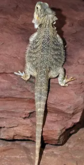 Pogona: Bearded Dragon