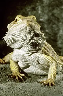 Amphibolurus: Bearded Dragon