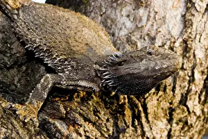 Barbata: Bearded Dragon