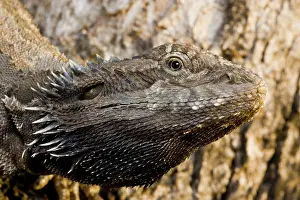 Barbata: Bearded Dragon