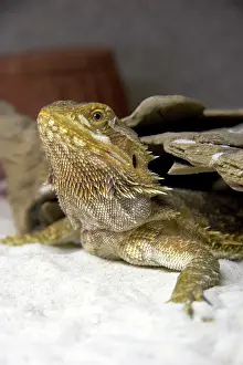 Agamidae: Bearded Dragon