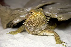Agamidae: Bearded Dragon