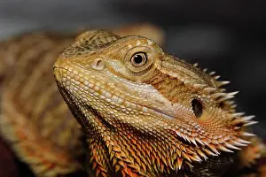 Pogona: Bearded Dragon