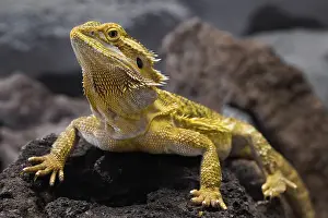 Agamidae: Bearded Dragon