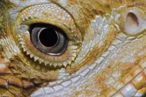 Agamidae: Bearded Dragon