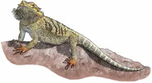 Dragons: Bearded Dragon