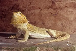 Pogona: Bearded Dragon