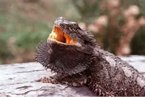 Beards: BEARDED DRAGON