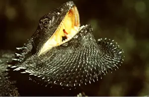 Dragon: BEARDED DRAGON - defensive display
