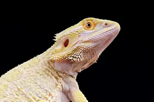 Mutation: Bearded dragon leucistic (Pogona vitticeps), captivity