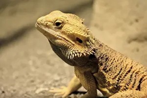 Bottom: Bearded dragon (Pogona), adult