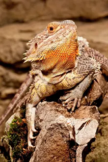 Pogona: Bearded Dragon, Pogona vitticeps, Native