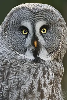 Owls: Bearded Owl (Strix nebulosa), portrait