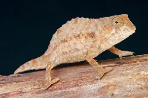 Chamaeleo: Bearded pygmy chameleon (Rieppeleon brevicaudatus)