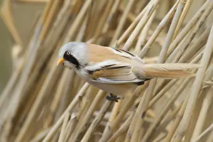 Reeds: Bearded Reedling - Bartmeise - Panurus biarmicus ssp