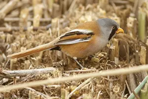 Panurus: Bearded Reedling male eating a worm Castilla La Mancha