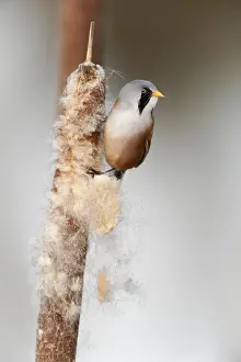 Panurus: Bearded Reedling (Panurus biarmicus), Bearded Tit male eatin
