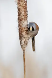 Panurus: Bearded Reedling (Panurus biarmicus), Bearded Tit male eatin