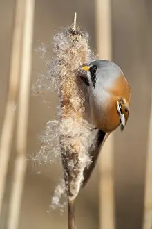 Panurus: Bearded Reedling (Panurus biarmicus), Bearded Tit male eatin